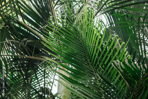 Brunches of palm tree. Green leaves background. Wallpaper with thin palm leaves.