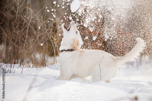 Golden Retriever dog in the winter forest