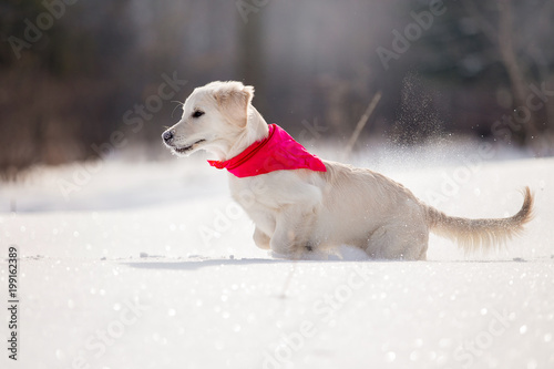 Fototapeta Naklejka Na Ścianę i Meble -  Golden Retriever dog in the winter forest