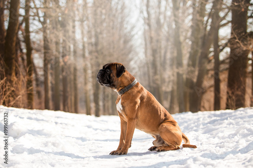 Dog Boxer in the winter forest