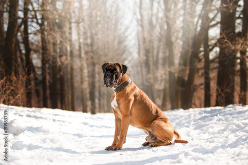 Dog Boxer in the winter forest