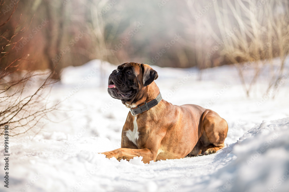 Dog Boxer in the winter forest