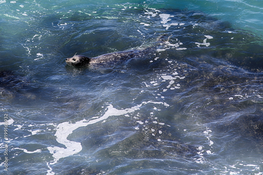 Harbor seal along the Oregon Coast