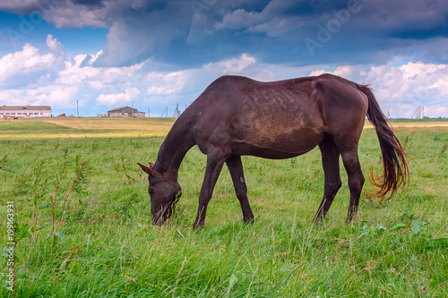 a thin horse walks on a green field