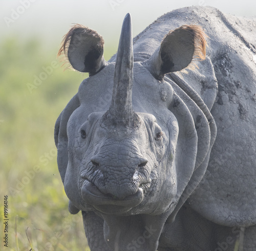 Rhino photo