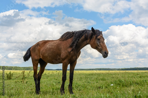 a thin horse walks on a green field