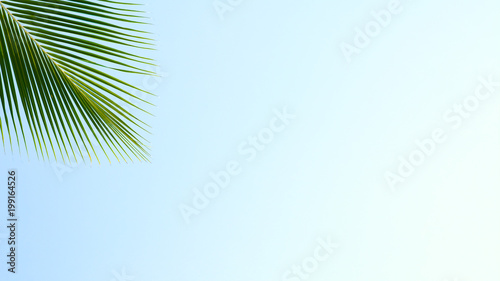 green palm coconut leaf on blue sky background