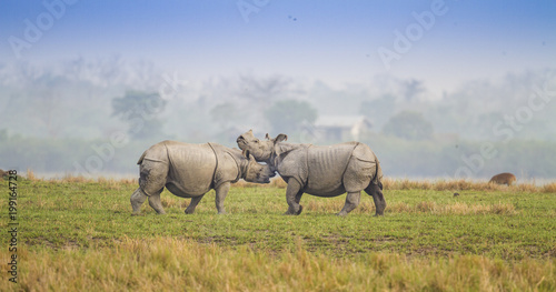 Fighting Rhino photo
