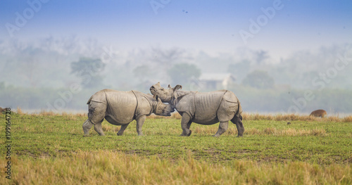 Fighting Rhino