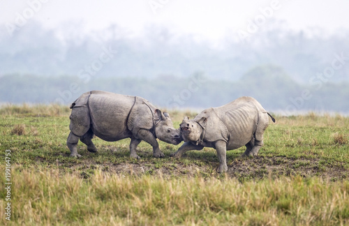Rhinoceros © KK