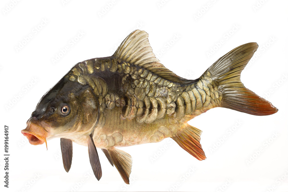 Live fish carp close-up