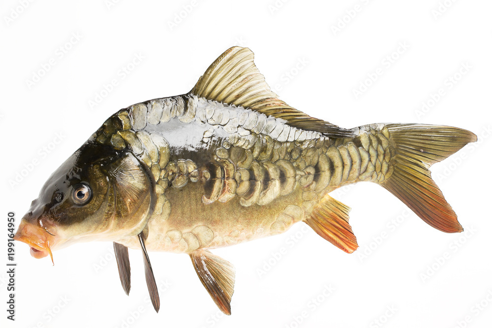 Fototapeta premium Live fish carp close-up