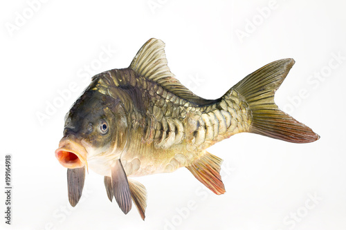 Live fish carp close-up