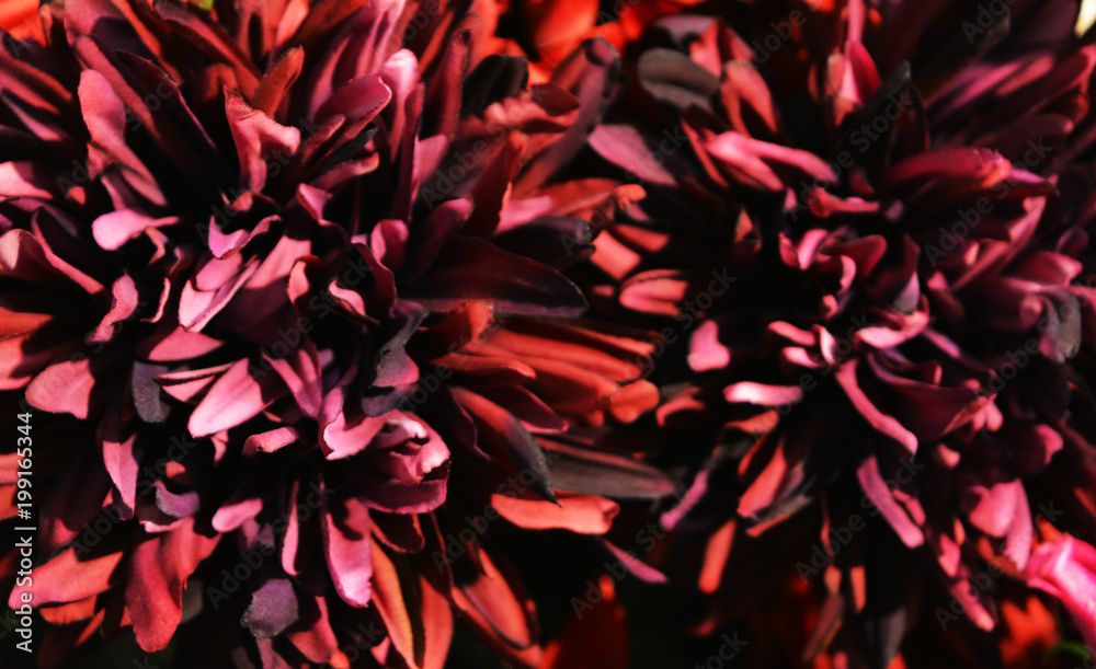 burgundy flowers dahlias close-up isolated, floral composition, texture, background