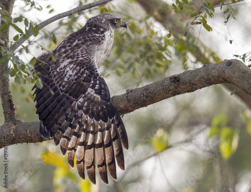 Crested Serpant Eagle photo