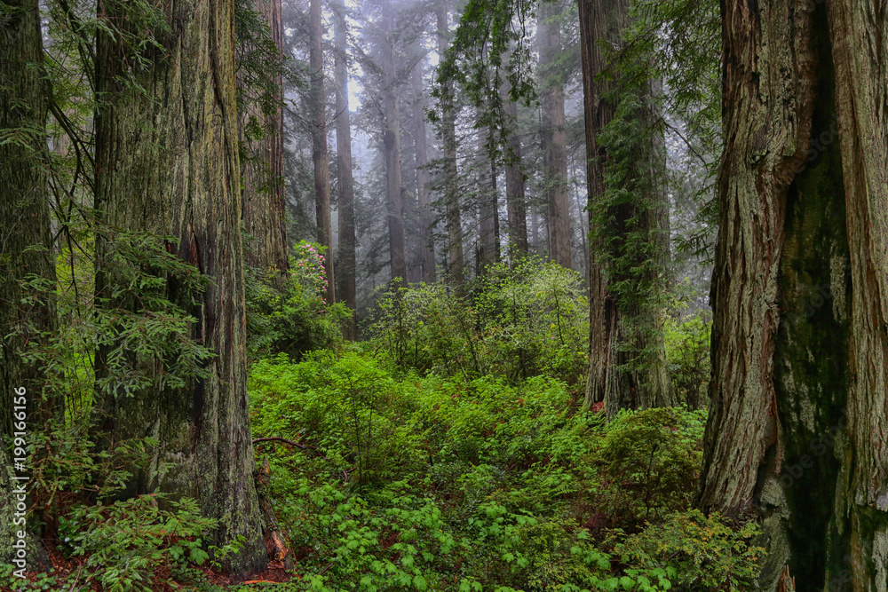 Foggy morning in a redwood forest in spring