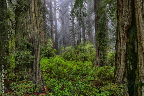 Foggy morning in a redwood forest in spring © Todd S. Roach