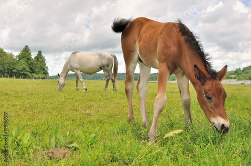 brown foal grazing grass with mare background in a meadow  © coco
