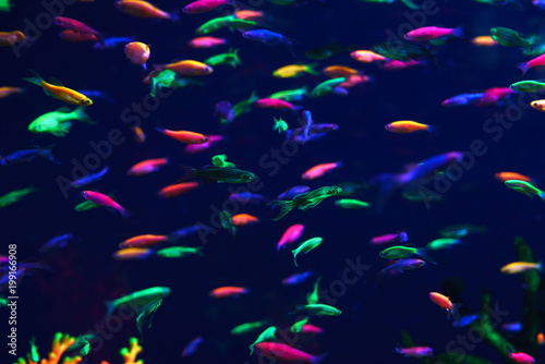 Lots of small neon fish in the aquarium