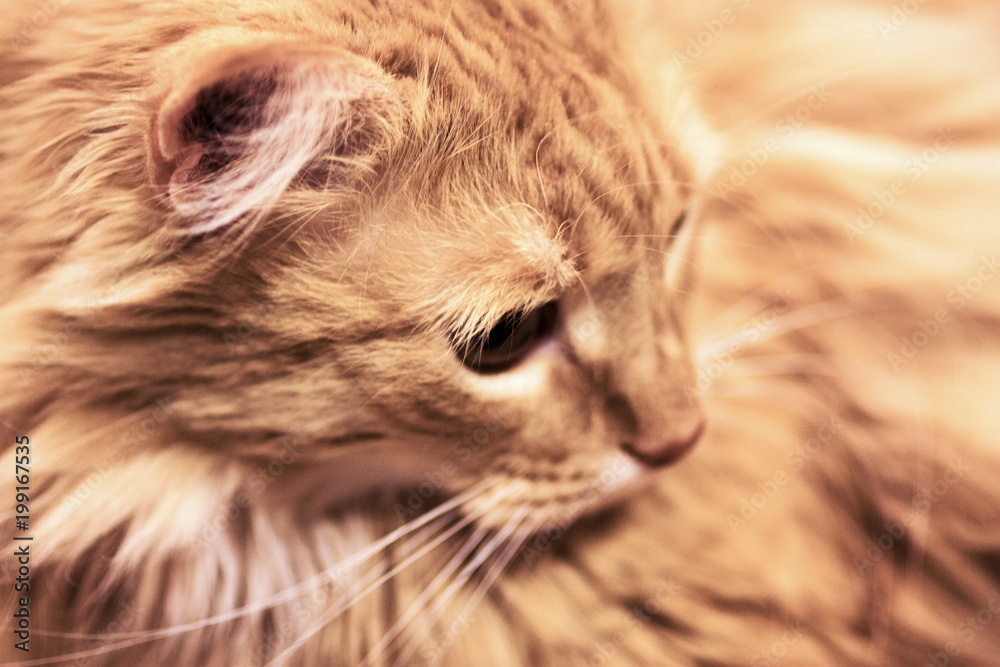 Fluffy ginger cat close-up.