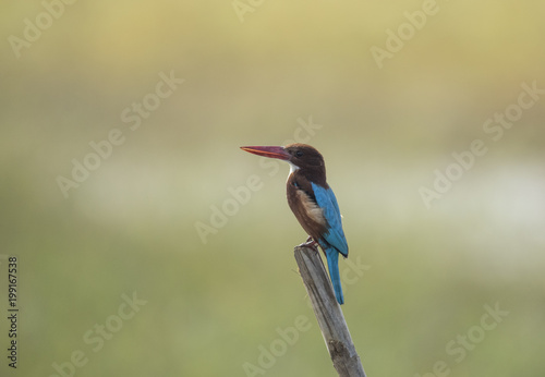 White Throated Kingfisher © KK