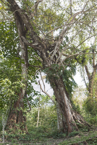 Unique tree in Nameri photo