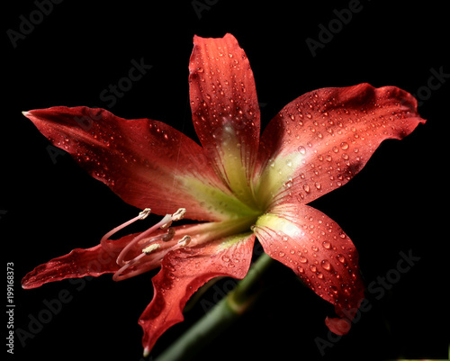 red Amaryllis flower on dark background