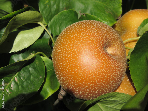 Nashi pears known also as apple pears hanging on the tree . Pyrus pyrifolia is a species of pear tree of the Rosaceae family native of East Asia