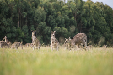Wandcirkels Kangoeroe Kangoeroes in landelijk Australisch gebied  © malickim