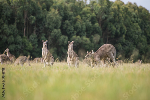 Kangaroos in the countryside