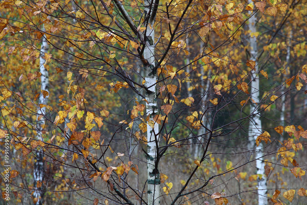  Birch autumn./Branches of a young birch are decorated by last autumn foliage.