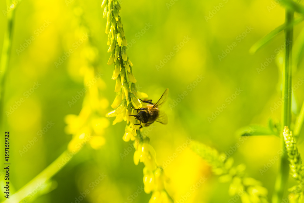 honey-laiden bee with the yellow pollen on foot collects the nectar from the flower Melilotus officinalis, yellow sweet clover, yellow melilot, ribbed melilot, common melilot