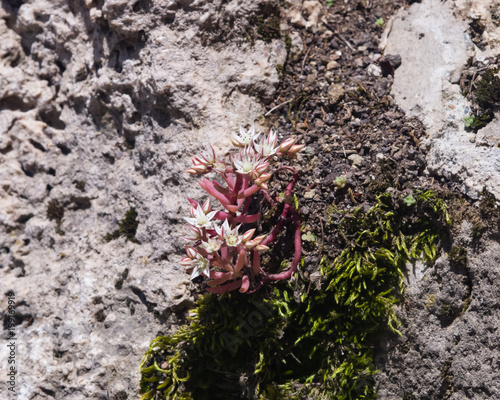 Blooming Spanish Stonecrop Sedum hispanicum on rocks with small white flowers macro  selective focus  shallow DOF