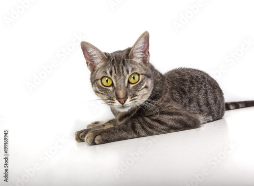 Gato en fondo blanco