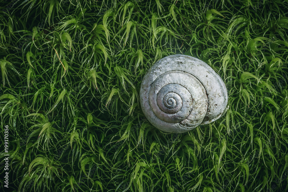 Close-up macro photo of a snail shell on green moss. Nature background concept. Close-up macro photo of a snail shell on green moss. Nature background concept.