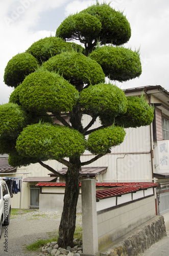 Soft Treen Japan photo