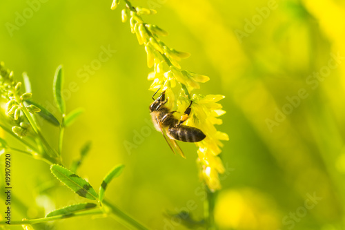 honey-laiden bee with the yellow pollen on foot collects the nectar from the flower Melilotus officinalis, yellow sweet clover, yellow melilot, ribbed melilot, common melilot