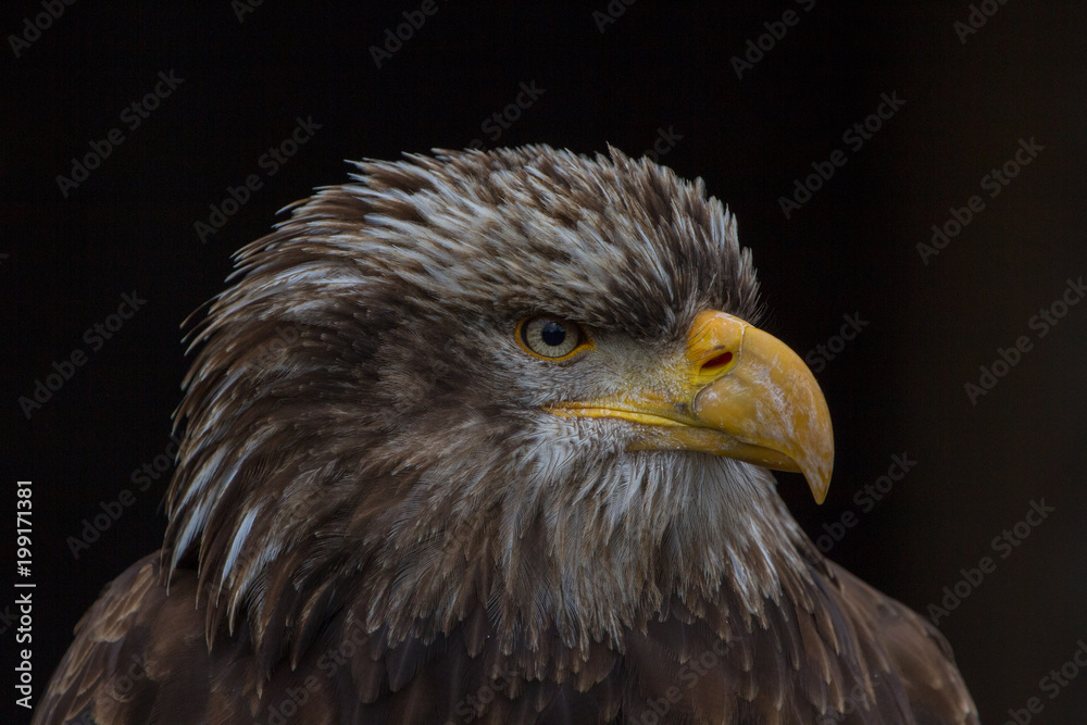 Bald Eagle (Haliaeetus leucocephalus) Portrait also known as American Eagle Bald Eagle (Haliaeetus leucocephalus) Portrait also known as American Eagle