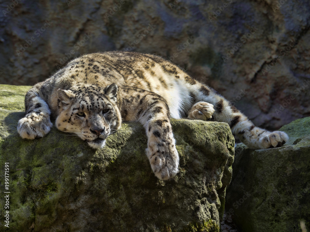 Fototapeta premium Resting Snow Leopard, Uncia uncia