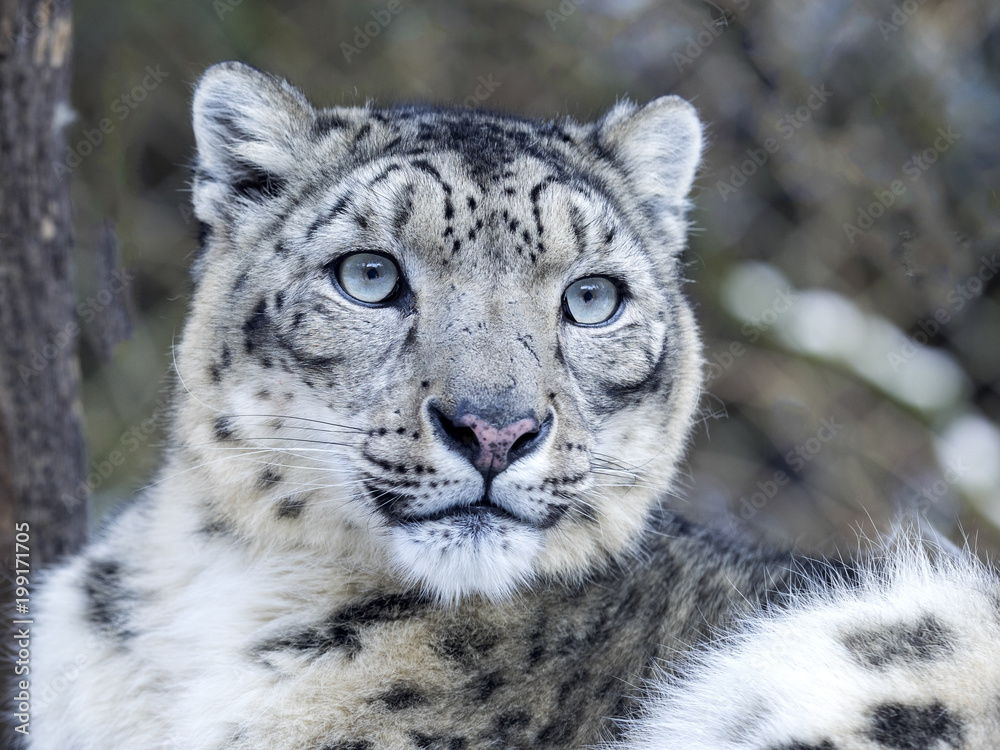 Naklejka premium Portret Snow Leopard, uncja uncji