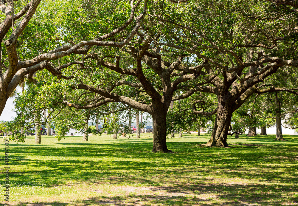 Green park with huge and old trees in Charleston