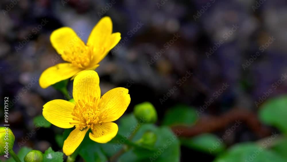 Kingcup or Marsh marigold-Caltha palustris - (4K) Kingcup or Marsh marigold-Caltha palustris - (4K)