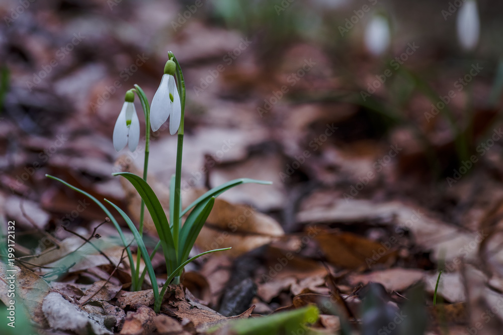Galanthus, snowdrop three flowers against the background of trees. Galanthus, snowdrop three flowers against the background of trees.