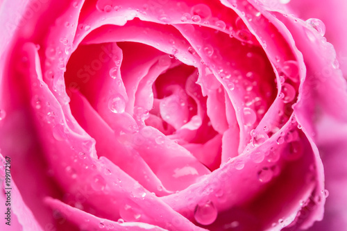 Close up of beautiful pink rose with water drops, selective focus. Beautiful natural flower background.