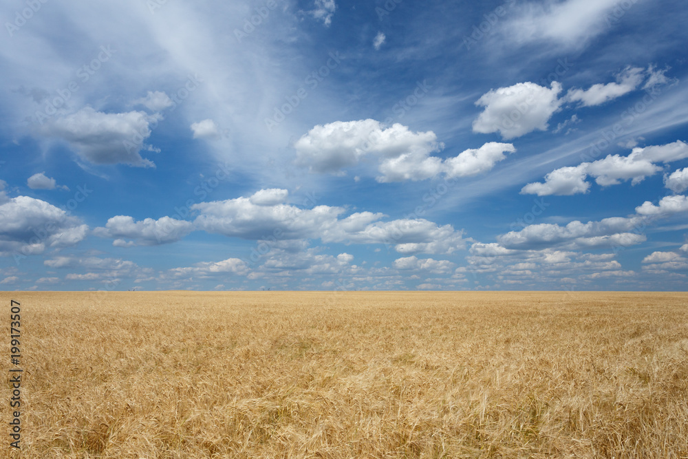 Field of wheat under cloudy sky