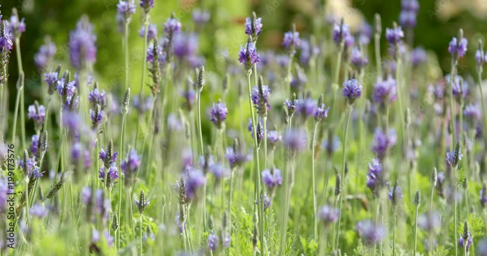Purple lavender flower