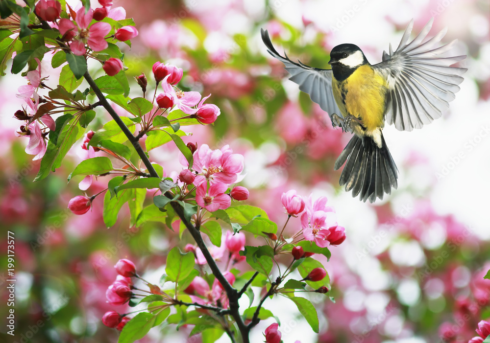 Obraz premium słodka sikorka leci machając skrzydłami do kwitnącej wiosny gałęzi jabłoni w maju