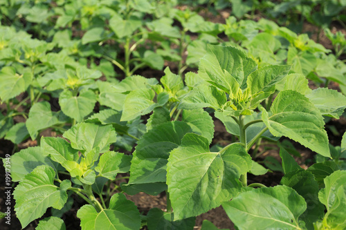 Wallpaper Mural Young sunflower plants in the field Torontodigital.ca