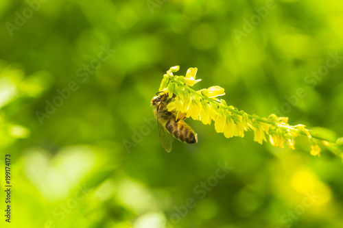 honey-laiden bee with the yellow pollen on foot collects the nectar from the flower Melilotus officinalis, yellow sweet clover, yellow melilot, ribbed melilot, common melilot