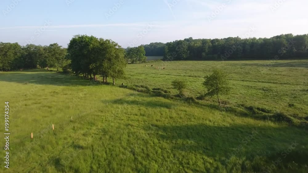 Flying forward over a green field with cows, 4k landscape footage (france) Flying forward over a green field with cows, 4k landscape footage (france)